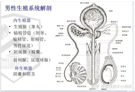 性器